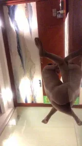  调教广佛骚逼1